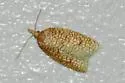 Sparganothis caryae - Hodges#3700 - photo 2