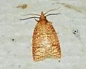 Sparganothis caryae - Hodges#3700 - photo 3