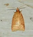 Sparganothis caryae - Hodges#3700 - photo 4