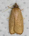 Sparganothis demissana - Hodges#3703