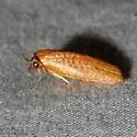 Sparganothis demissana - Hodges#3703 - photo 4