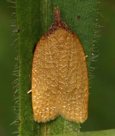 Sparganothis distincta - Hodges#3704