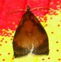 Sparganothis flavibasana - Hodges#3717