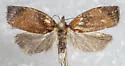 Sparganothis flavibasana - Hodges#3717 - photo 4