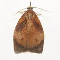 Sparganothis flavibasana - Hodges#3717 - photo 5