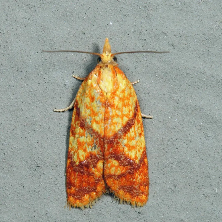 Sparganothis lycopodiana - Hodges#3697 - photo 2