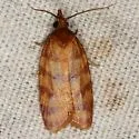 Sparganothis mcguinnessi - Hodges#3702.3 - photo 2