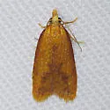 Sparganothis minimetallica - Hodges#3697.1