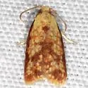 Sparganothis minimetallica - Hodges#3697.1 - photo 2