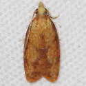 Sparganothis minimetallica - Hodges#3697.1 - photo 3