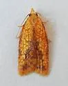 Sparganothis minimetallica - Hodges#3697.1 - photo 4