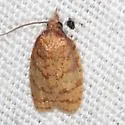 Sparganothis niteolinea - Hodges#3702.5