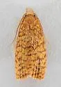Sparganothis niteolinea - Hodges#3702.5 - photo 3