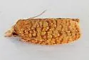 Sparganothis niteolinea - Hodges#3702.5 - photo 4