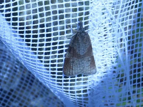 Sparganothis praecana - Hodges#3705.1
