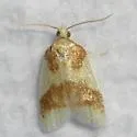 Beautiful Sparganothis - Hodges#3701