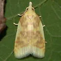 Beautiful Sparganothis - Hodges#3701 - photo 2