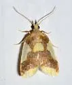 Beautiful Sparganothis - Hodges#3701 - photo 3