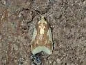 Beautiful Sparganothis - Hodges#3701 - photo 4