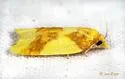 Beautiful Sparganothis - Hodges#3701 - photo 5