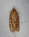 Sparganothis robinsonana - Hodges#3700.1