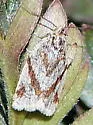 Sparganothis senecionana - Hodges#3714 - photo 3