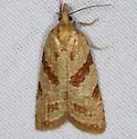 Sparganothis senecionana - Hodges#3714 - photo 5