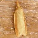 Streaked Sparganothis - Hodges#3709