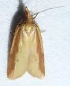 Streaked Sparganothis - Hodges#3709 - photo 2