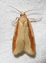 Streaked Sparganothis - Hodges#3709 - photo 3