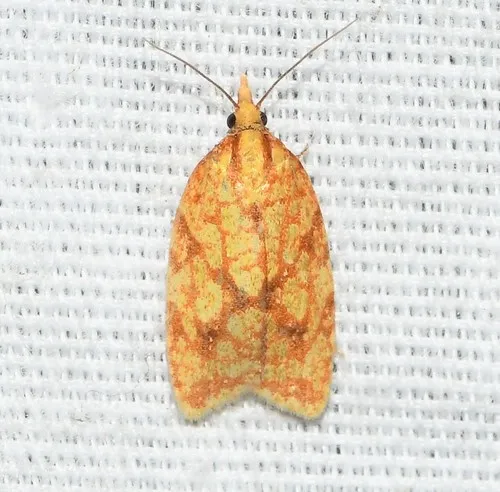 Sparganothis Fruitworm Moth - photo 4