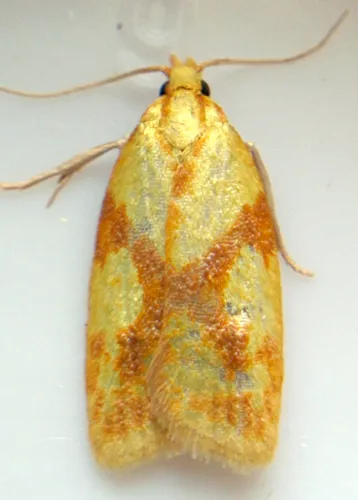 Sparganothis Fruitworm Moth - photo 5