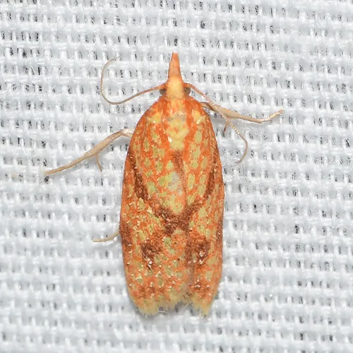 Sparganothis Fruitworm Moth - photo 6