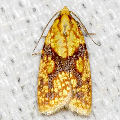 Sparganothis Fruitworm Moth - photo 7