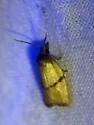 Sparganothis taracana - Hodges#3702 - Sparganothis taracana