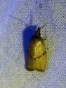 Sparganothis taracana - Hodges#3702 - photo 2