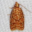 Sparganothis tessellata - Hodges#3700.2 - Sparganothis tessellata