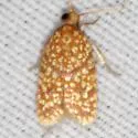 Sparganothis tessellata - Hodges#3700.2 - photo 2