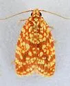 Sparganothis tessellata - Hodges#3700.2 - photo 3