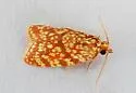 Sparganothis tessellata - Hodges#3700.2 - photo 4