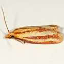 Three-streaked Sparganothis - Hodges#3699 - Sparganothis tristriata