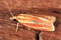 Three-streaked Sparganothis - Hodges#3699 - photo 2