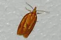Three-streaked Sparganothis - Hodges#3699 - photo 3