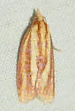 Three-streaked Sparganothis - Hodges#3699 - photo 4