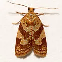 Sparganothis tunicana - Hodges#3713 - photo 2