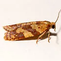 Sparganothis tunicana - Hodges#3713 - photo 3