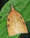 Sparganothis umbrana - Hodges#3715 - photo 2