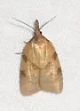 Sparganothis umbrana - Hodges#3715 - photo 3