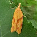 One-banded Sparganothis - Hodges#3711 - Sparganothis unifasciana