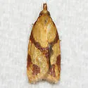 One-banded Sparganothis - Hodges#3711 - photo 2